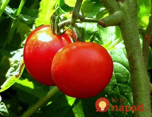 Ako dosiahnuť, aby mali doma vypestované paradajky lepšiu chuť? Nezvyčajné triky skúsených záhradkárov!