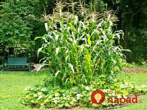 Prečo patria fazuľa, kukurica a tekvica v záhrade k sebe? Toto ste doteraz netušili!