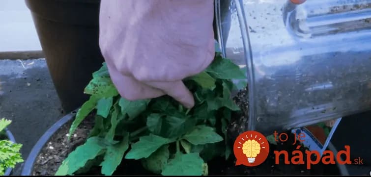 Najúčinnejšie krmivo pre všetky vaše rastlinky? Celý čas ho máte pod nosom!