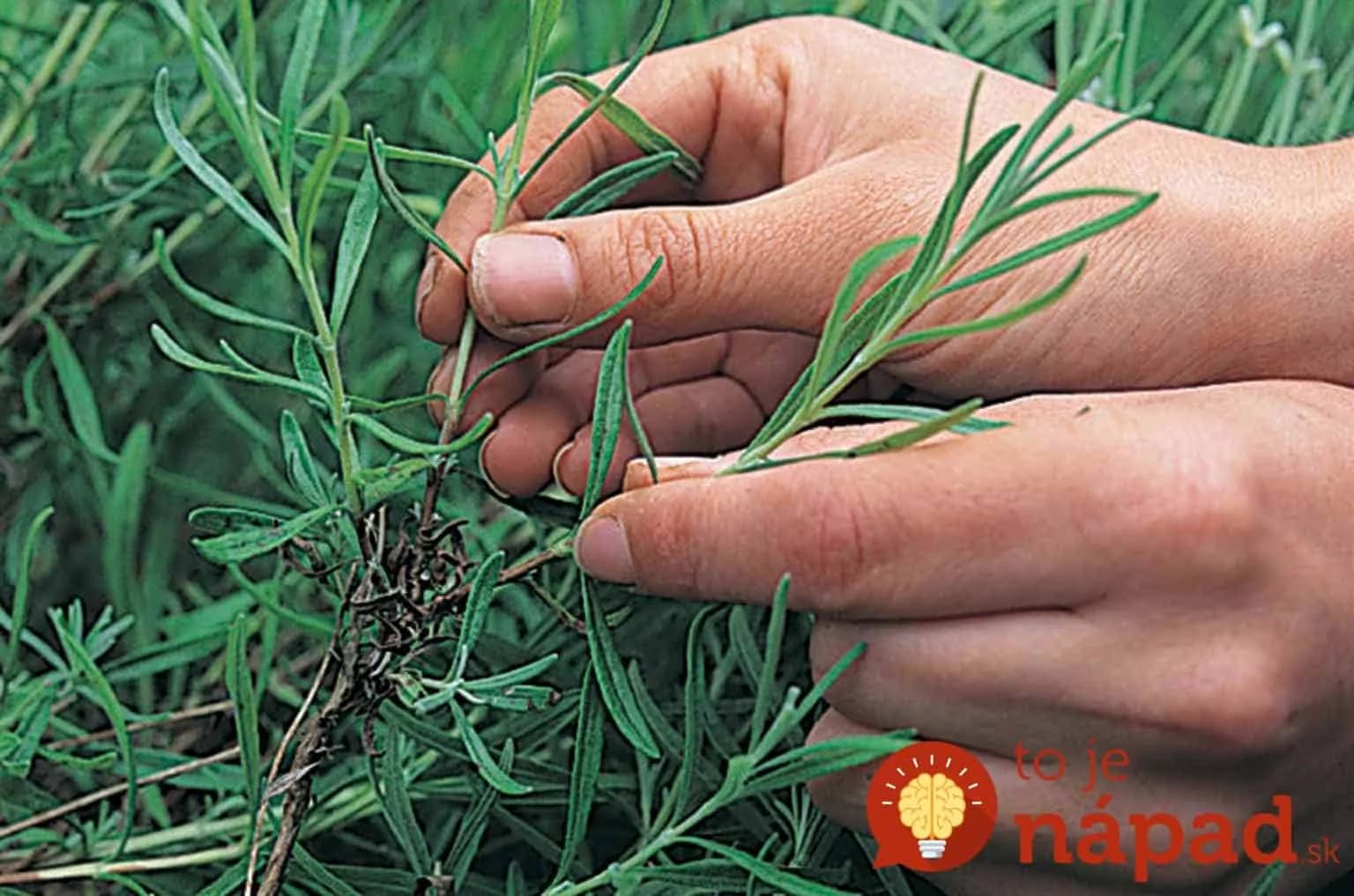 Ako rozmnožiť levanduľu? Toto je najjednoduchší spôsob!