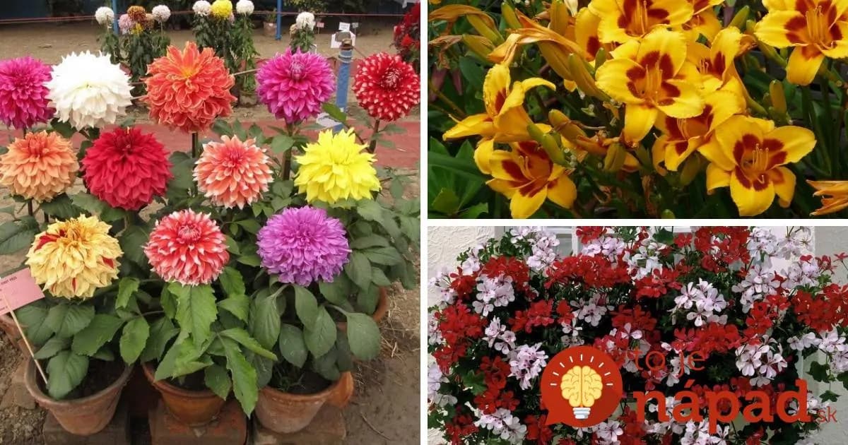 17 úžasných rastlín, ktoré vám budú kvitnúť celé leto až do neskorej jesene!