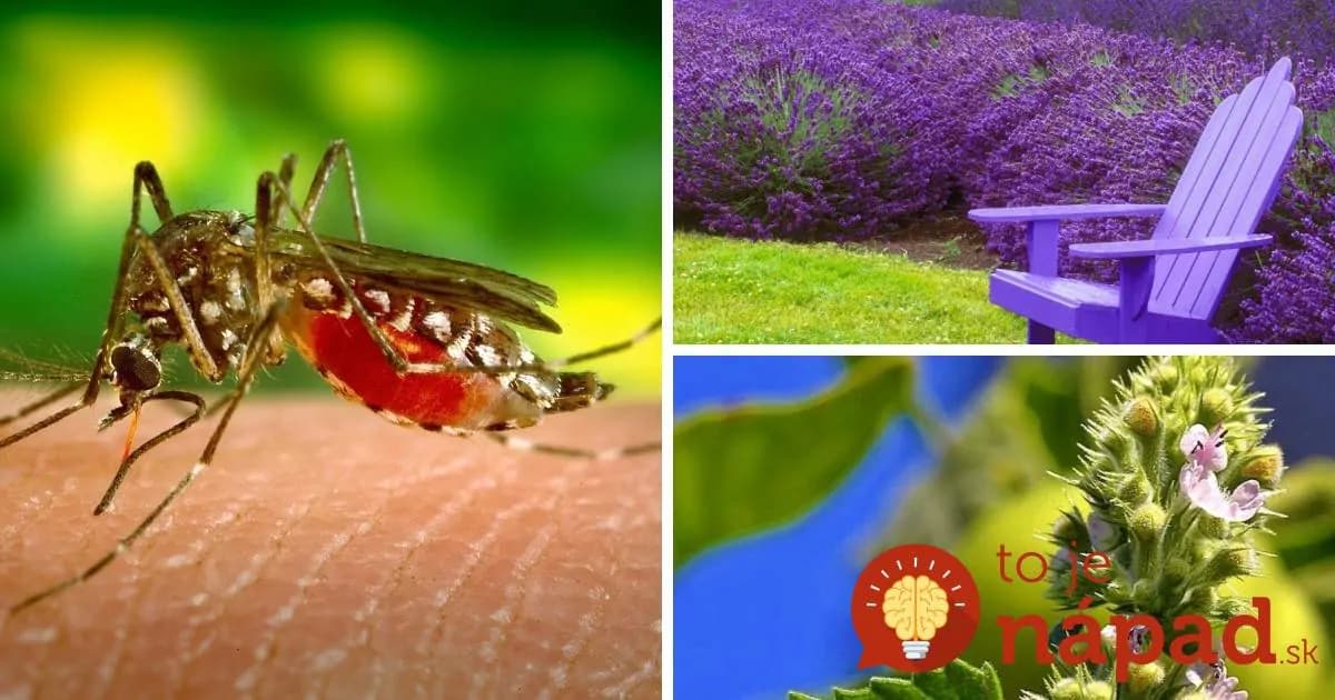 7 rastlín, ktoré vás ochránia pred dotieravými komármi