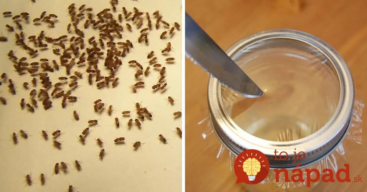 Otravné vínne mušky: Z tejto pasce len tak ľahko nevyviaznú!