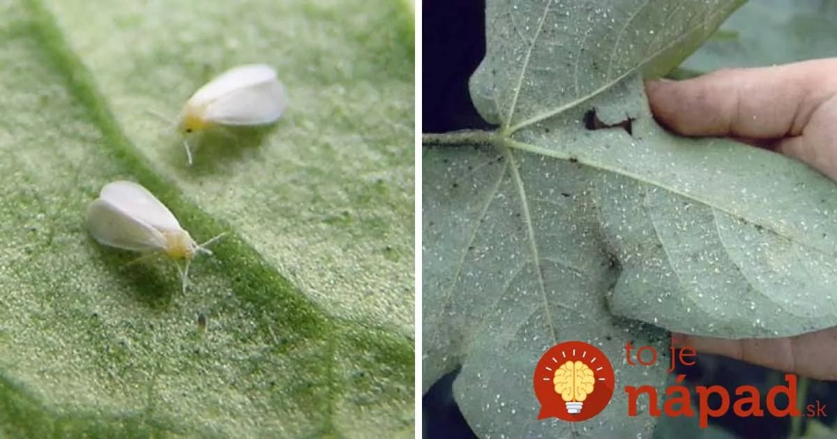 Napadla vaše rastliny molica? TAKTO sa jej môžete zbaviť!