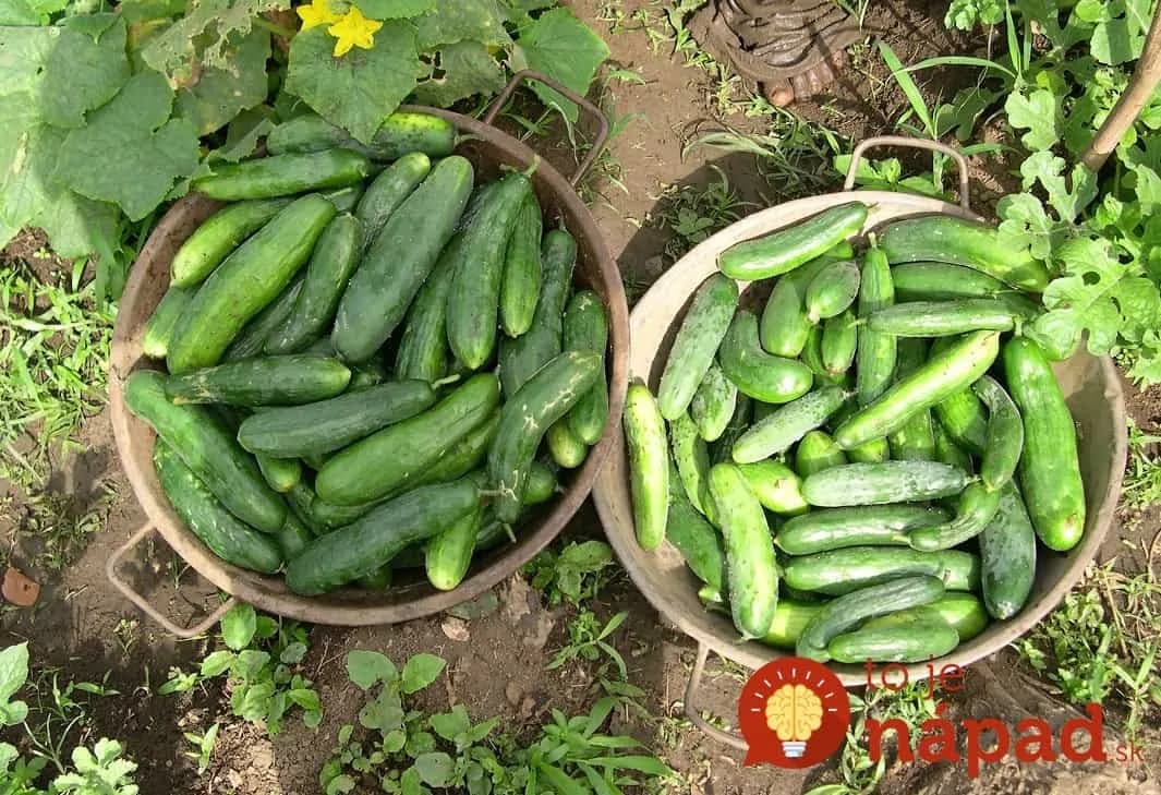 Máte horké uhorky? Takto dosiahnete, že úroda obľúbenej zeleniny nezhorkne!