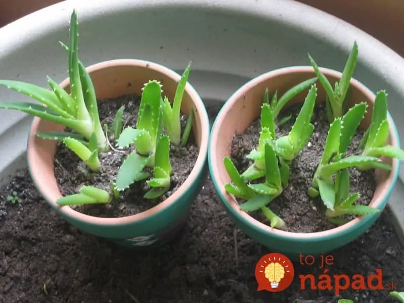 Pestujete Aloe Vera? Toto musíte urobiť, aby bola aj vaša rastlina liečivá!