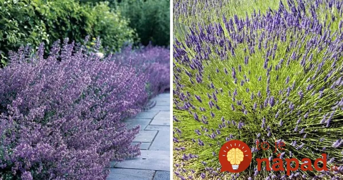 Toto je dôležitý dôvod, pre ktorý by mal byť aj vo vašej záhrade záhon levandule!