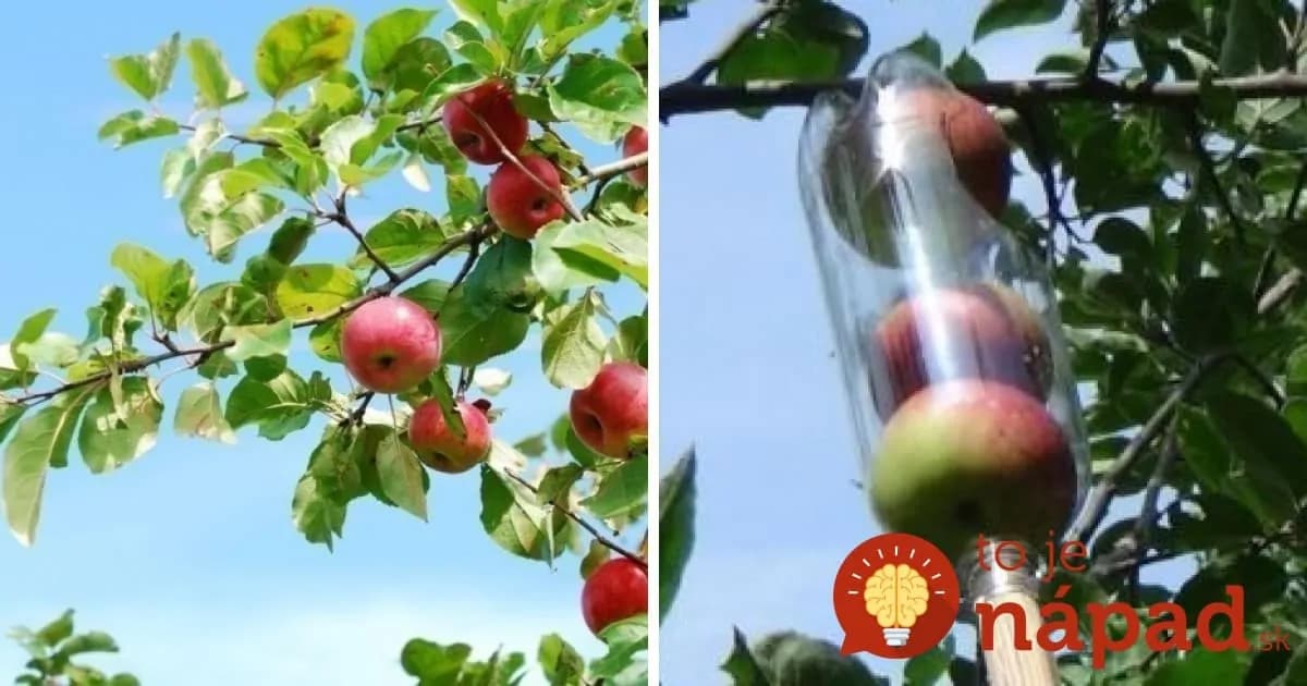 Zber úrody bude hračka: Vyrobte si šikovný zberač ovocia z palastovej fľaše!