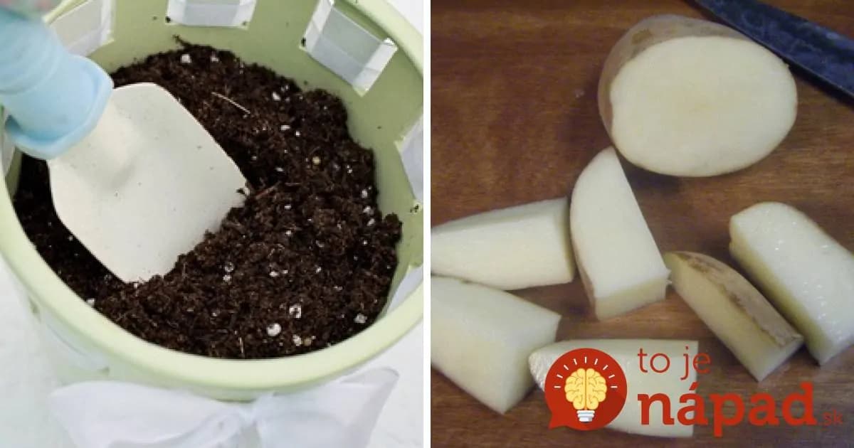 JEDNODUCHÝ TEST: Nachádza sa v substráte izbových rastlín obávaný škodca? Takto ho odhalíte!