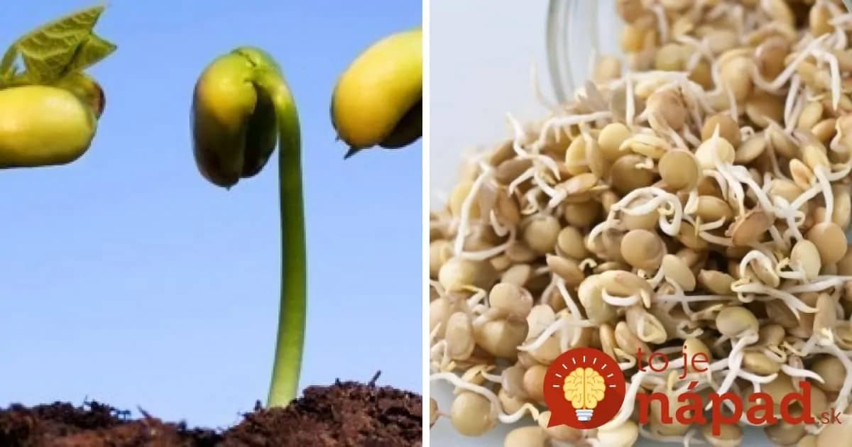 Jednoduchý trik, vďaka ktorému vyklíčia semienka rastlín až 3x rýchlejšie!