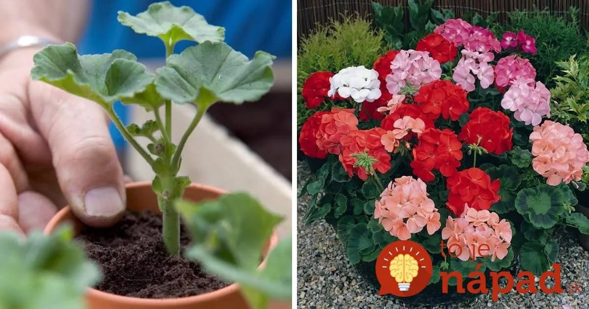 Najjednoduchší spôsob, ako rozmnožiť muškáty: Na budúci rok rozžiaria vaše okná!