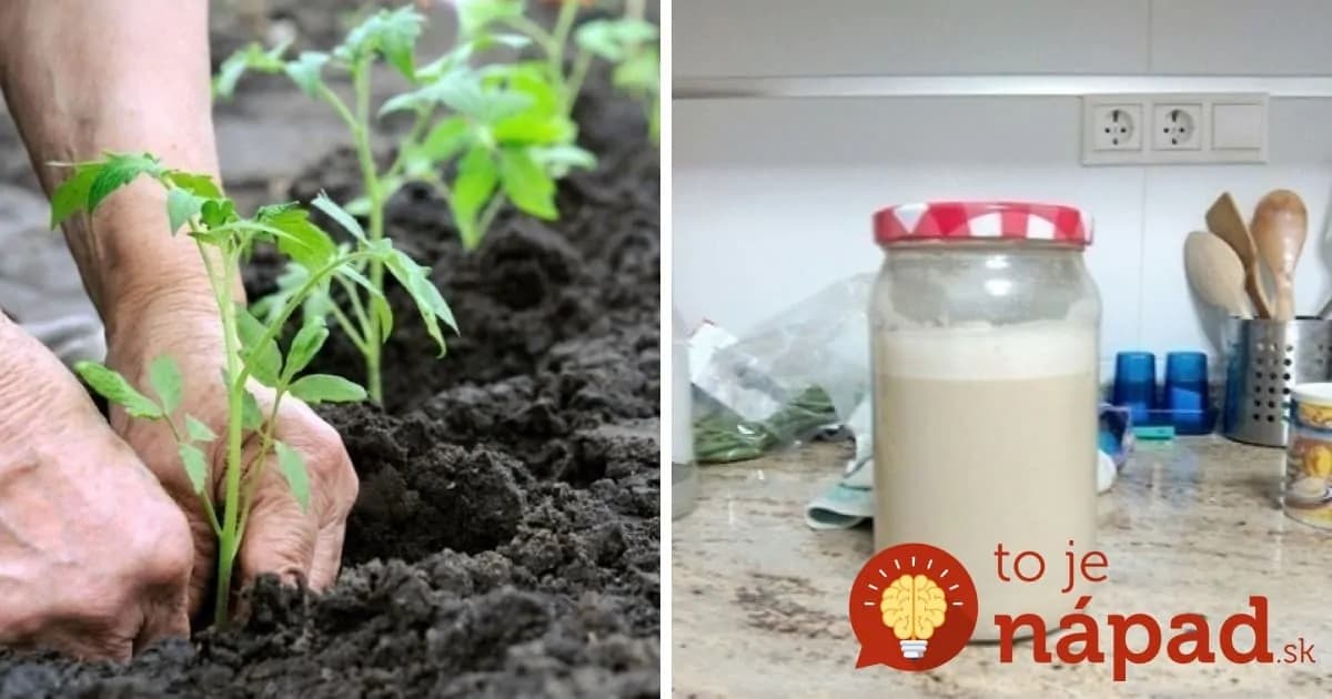 BEZ CHÉMIE: Jednoduchý trik, vďaka ktorému rastliny rýchlo zakorenia a bude sa im dariť v črepníku aj záhrade!