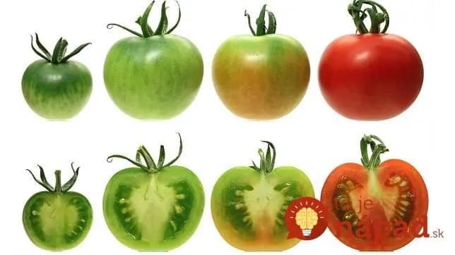 5 spôsobov, ktorými vám paradajky môžu zlepšiť život + jeden, ktorým vás môžu zabiť