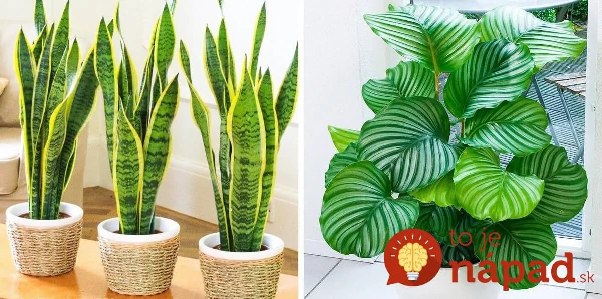 12 rastlín, ktoré prežijú aj v najtmavšom kúte vášho bytu