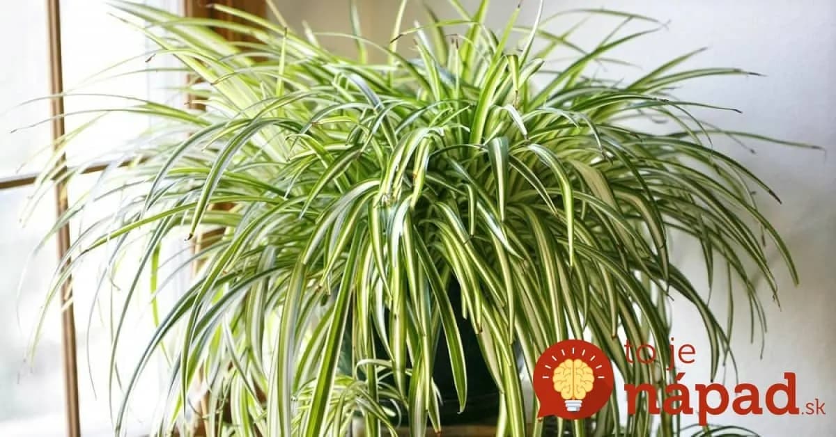 Táto rastlina by mala byť povinne v každej spálni a detskej izbe: Jej účinok sa nedá ničím zaplatiť!