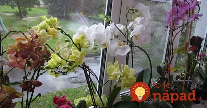 Chcete, aby orchidea v zime rozkvitla do krásy? 7 jednoduchých krokov, ktoré prinesú výsledok!