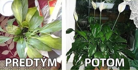 Chradnú vám vaše rastliny pred očami? Zalejte ich týmto zázrakom a ožijú vám pred očami!