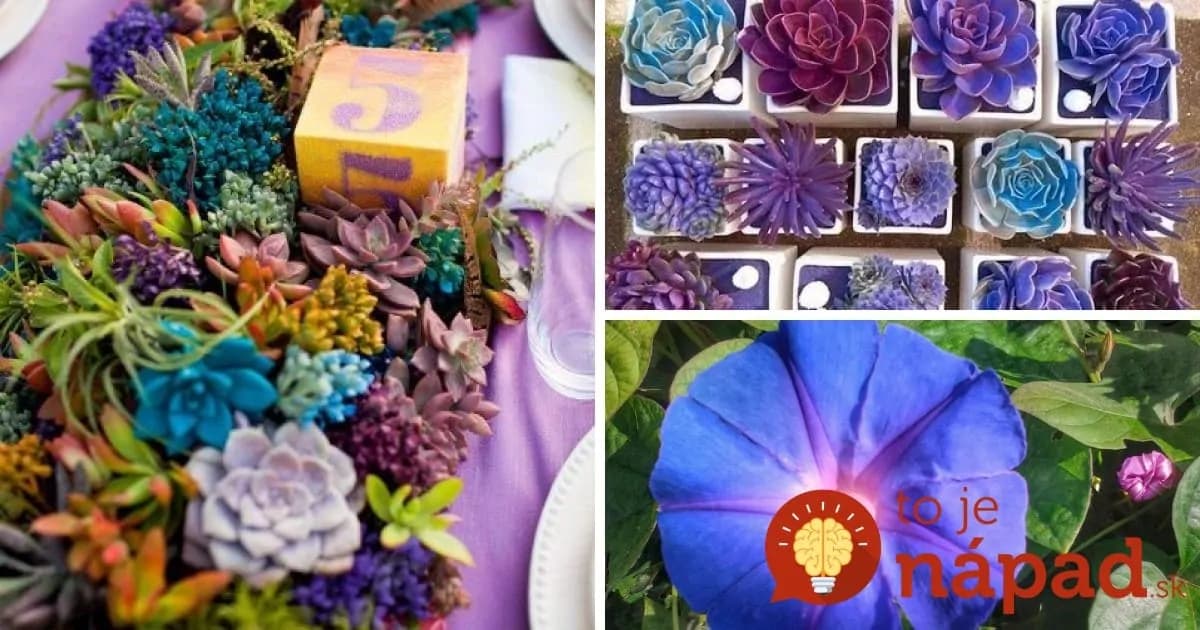 Použitím tejto jednoduchej metódy zmeníte farbu vašich rastlín. Výsledok môžete vidieť už o 24 hodín!