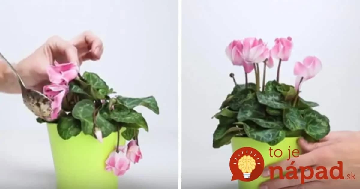 Nedarí vašim izbovým rastlinkám? Dajte im tento zázračný životabudič, po ktorom budú opäť krásne!