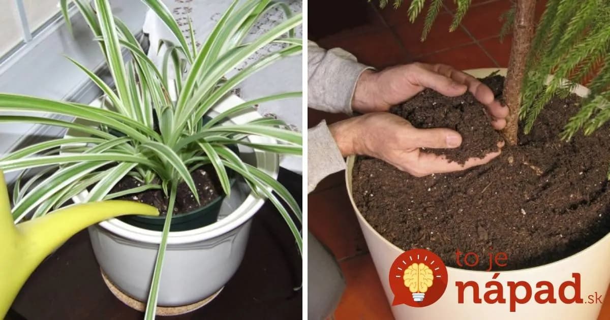 Geniálny trik, vďaka ktorému vydržia izbové rastliny bez zálievky až 2x dlhšie!