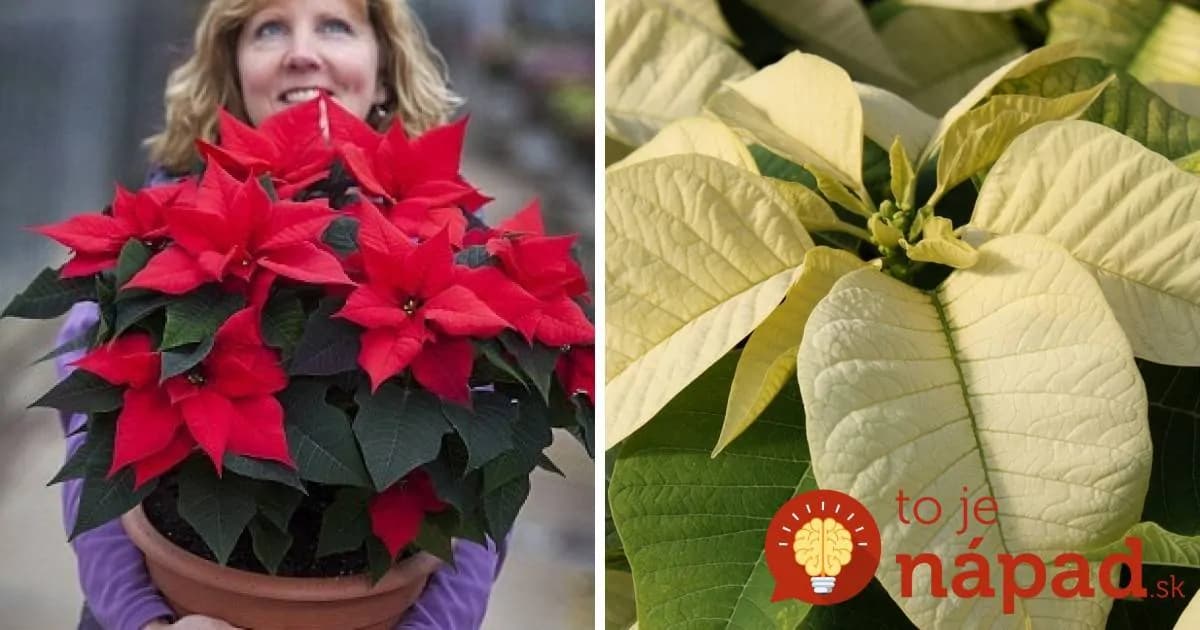 Ako prinútiť vianočnú ružu, aby sa začervenala? Nezvyčajný trik funguje perfektne!