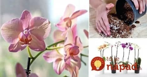 Máte doma orchideu? Potom by ste rozhodne mali vedieť toto!