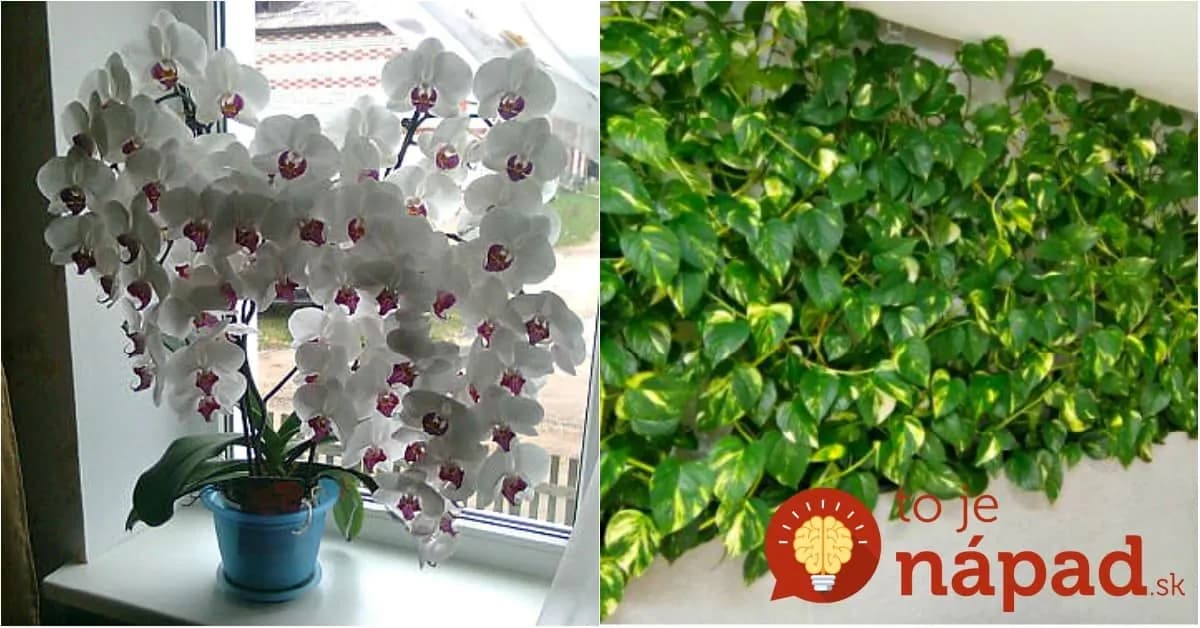 Rýchlo kvitnúca a svieža zeleň po celý rok? Vyskúšajte jednoduchú metódu skúsených pestovateľov