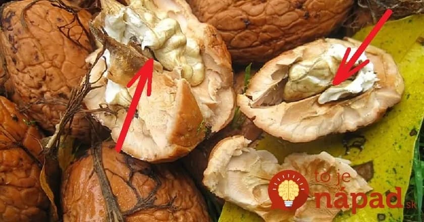 Škrupinky z orechov a tvrdé časti jadra nevyhadzujte. Poznáme skvelý spôsob, ako ich využiť!