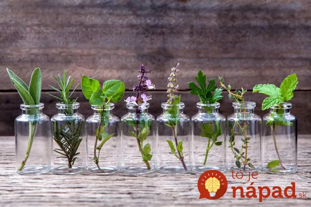 Netreba vám ani centimeter pôdy: 10 rastlín, ktoré môžete pestovať vo vode celý rok