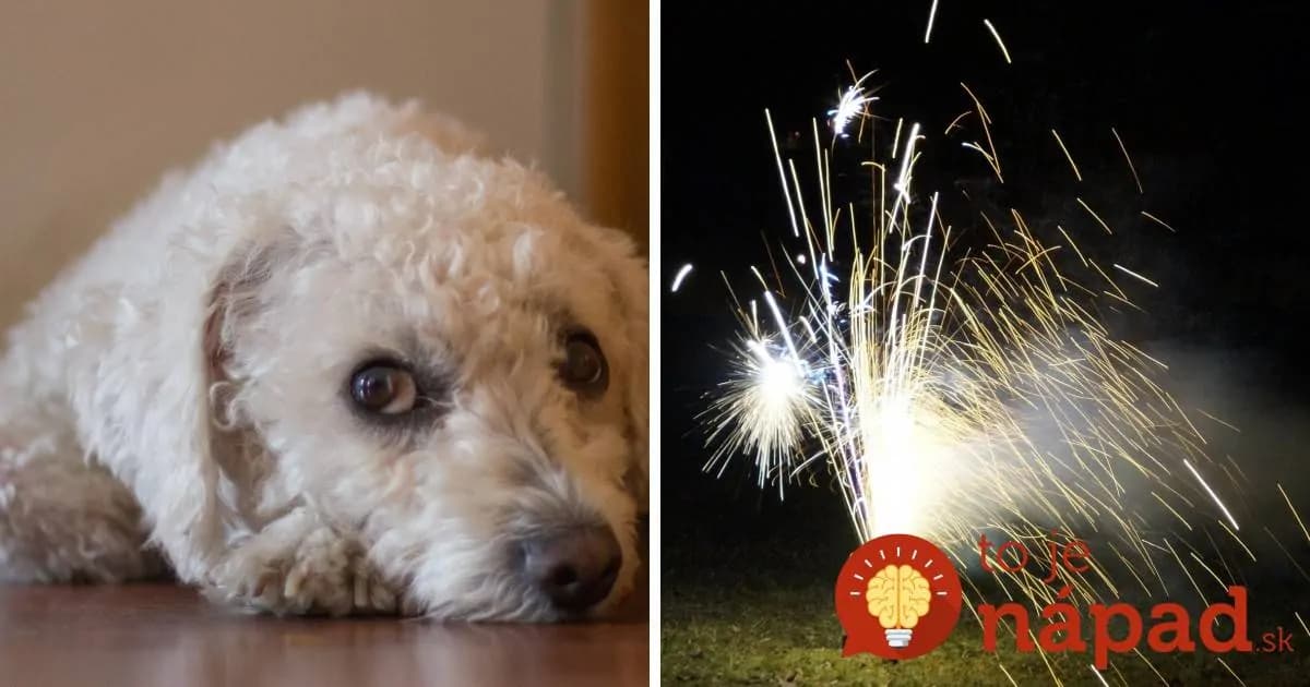 Jednoduchá metóda, ktorá pomôže domácim zvieratkám so stresom z pyrotechniky