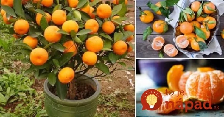 Mandarínku by ste mali mať doma nielen pre jej plody: Toto je dôvod, prečo je v interiéri nenahraditeľná!