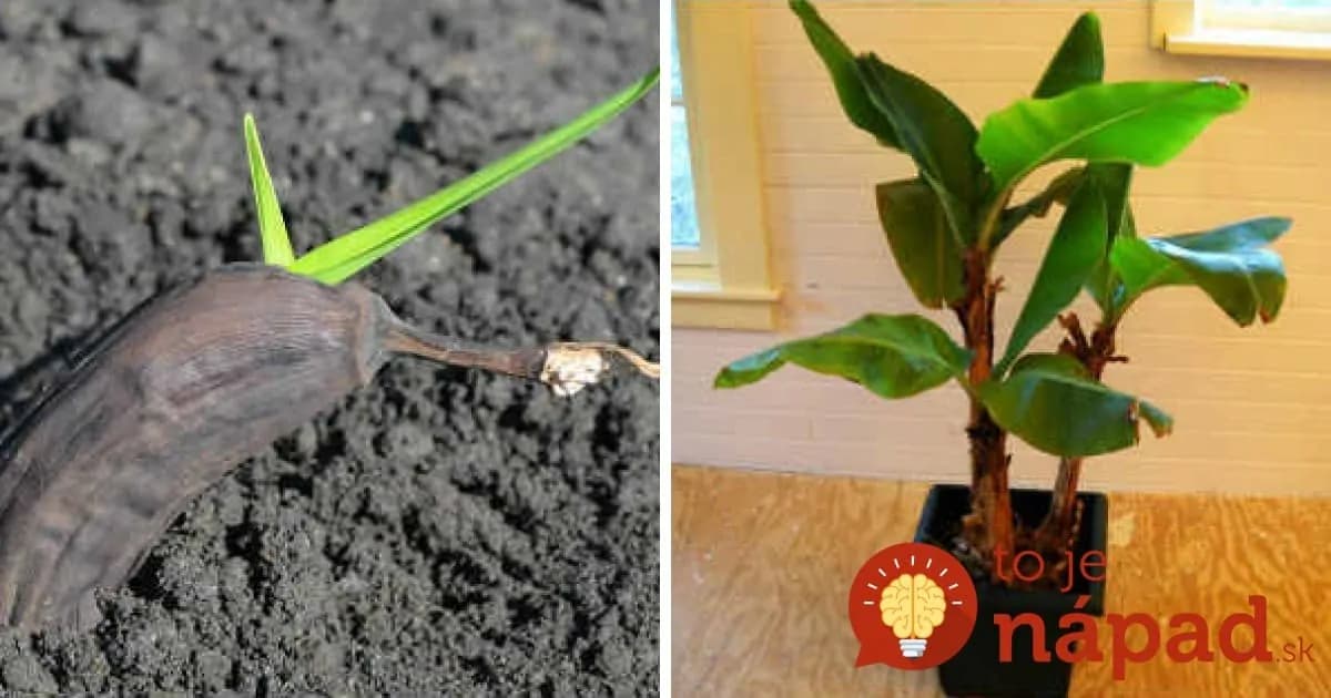 Krásna exotická izbovka u vás doma. Naučte sa vypestovať banánovník v črepníku