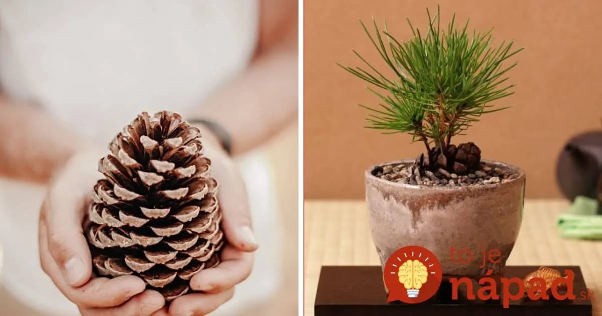 Voňavý experiment u vás doma: Ako si vypestovať mini stromček zo šišky?