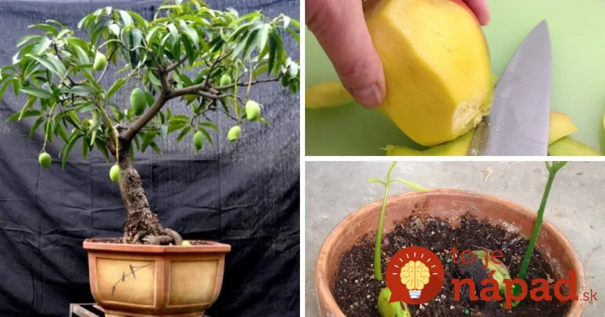 Kupujte drahé mango v obchode? Kôstku nevyhadzujte, takto jednoducho z nej vypestujete atraktívny mangovník!