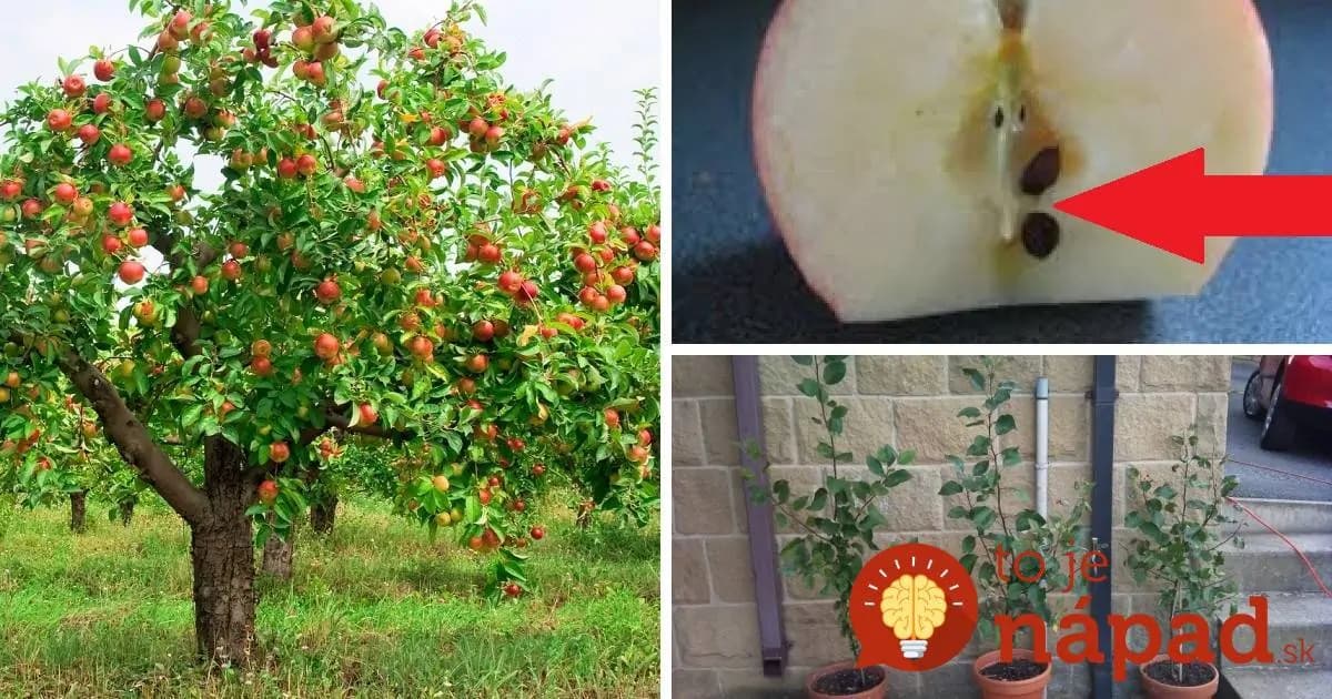 Vypestujte si jabloň z jadierok: Teraz je ten najlepší čas!