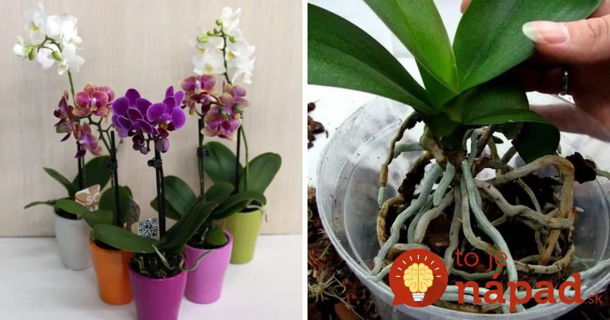 Skúsení pestovatelia radia: Urobte toto a vaša orchidea rozkvitne aj v januári