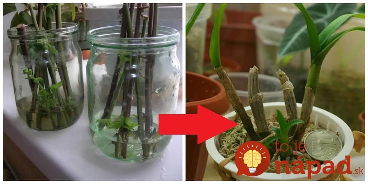 Dajte do vody toto a korene porastú ako divé: S týmto trikom jeden odrezok čoskoro zaplní celý kvetináč a rastlinky budú silné!