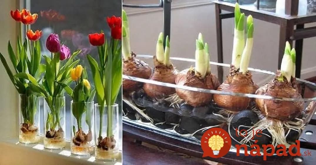 Záhrada na parapete: Nádherné tulipány si vypestujte jednoducho za oknom, pokojne aj v zime!