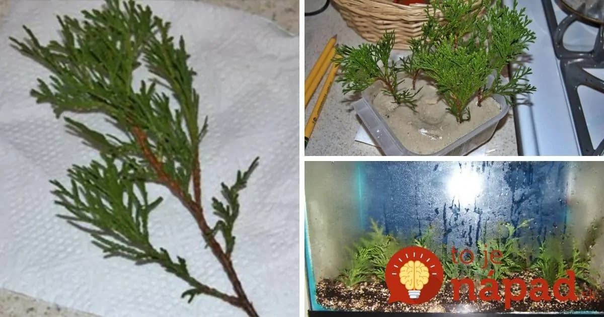 Najjednoduchší spôsob, ako rozmnožiť tuje: Môžete ich mať koľko len chcete!