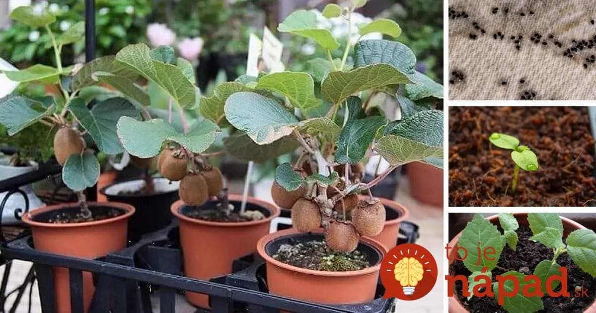 Kivi si môžete jednoducho vypestovať aj doma: Potrebujete len 1 kus ovocia, servítku a plastové vrecko!