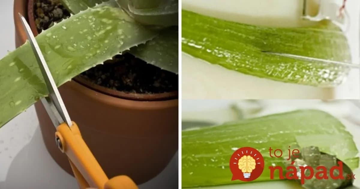 21 fantastických využití aloe vera, ktoré by mal poznať každý, kto túto rastlinku pestuje!