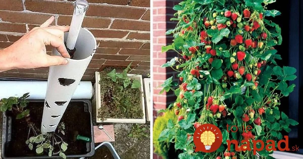Tento chlapík vám ukáže skvelý trik, ako vypestovať bohatú úrodu jahôd na malom balkóne!