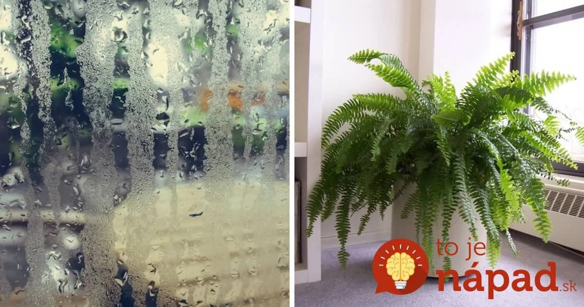Máte doma príliš vysokú vlhkosť a pleseň? Spoznajte 5 rastlín, ktoré pohlcujú vlhkosť ako divé!
