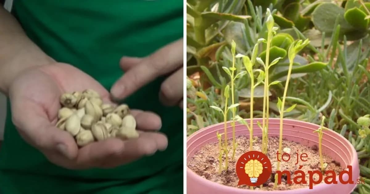 Kupujte drahé pistácie? Takto jednoducho ich môžete pestovať aj doma, z pistácie z obchodu!