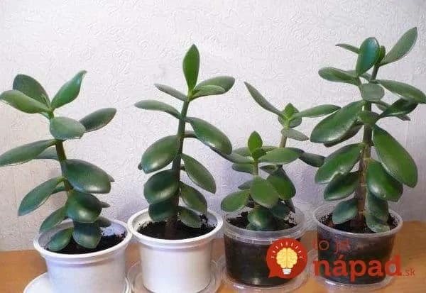 Ak máte doma túto rastlinu, čím skôr si rozmnožte: Vaše kĺby sa vám poďakujú!