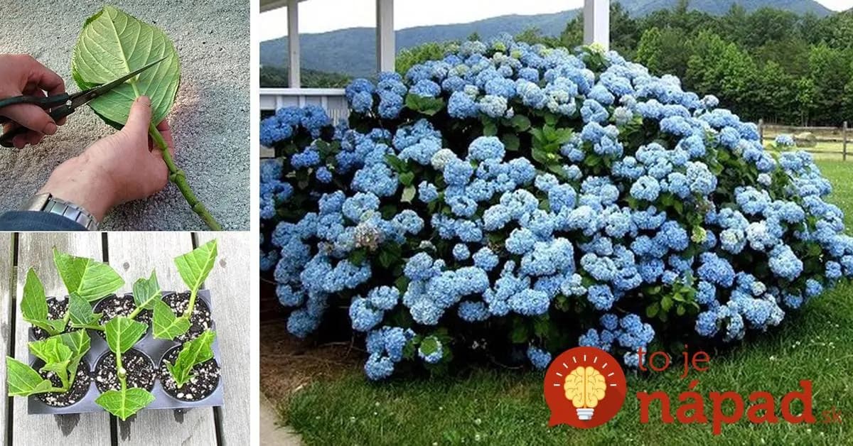 Hortenzie môžu byť tento rok najkrajšou ozdobou záhrady: Toto musíte urobiť, aby priniesli záplavu kvetov!