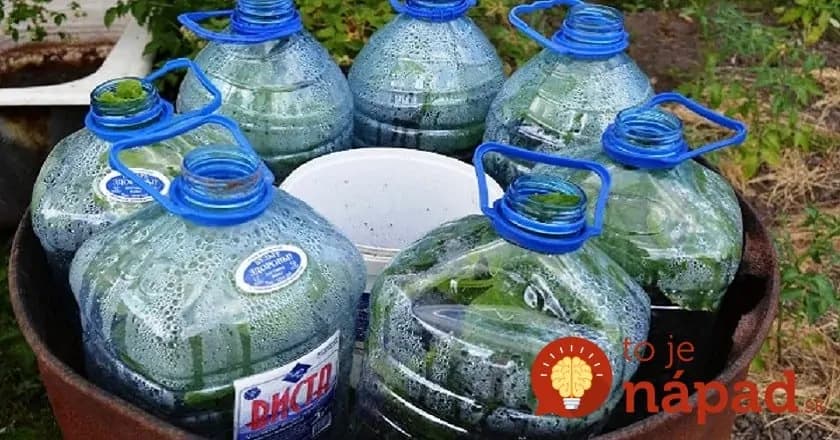 Dopestujte si bohatú úrodu uhoriek v plastovej fľaši: Je to jednoduché a nepotrebujte ani záhradu!