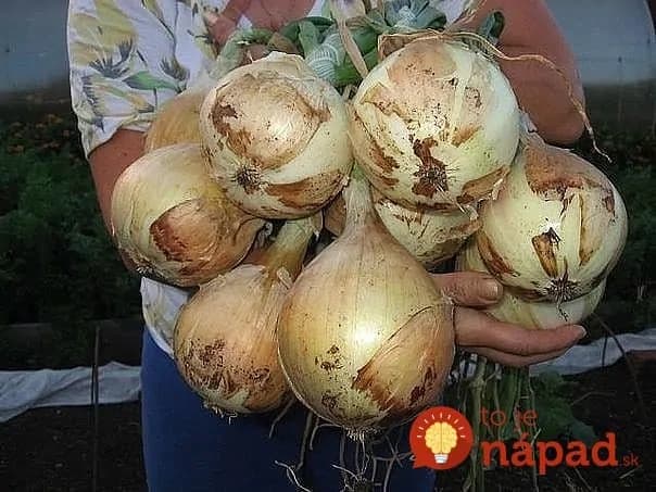 Babičkina rada, ako vypestovať väčšiu a bohatšiu úrodu cibule