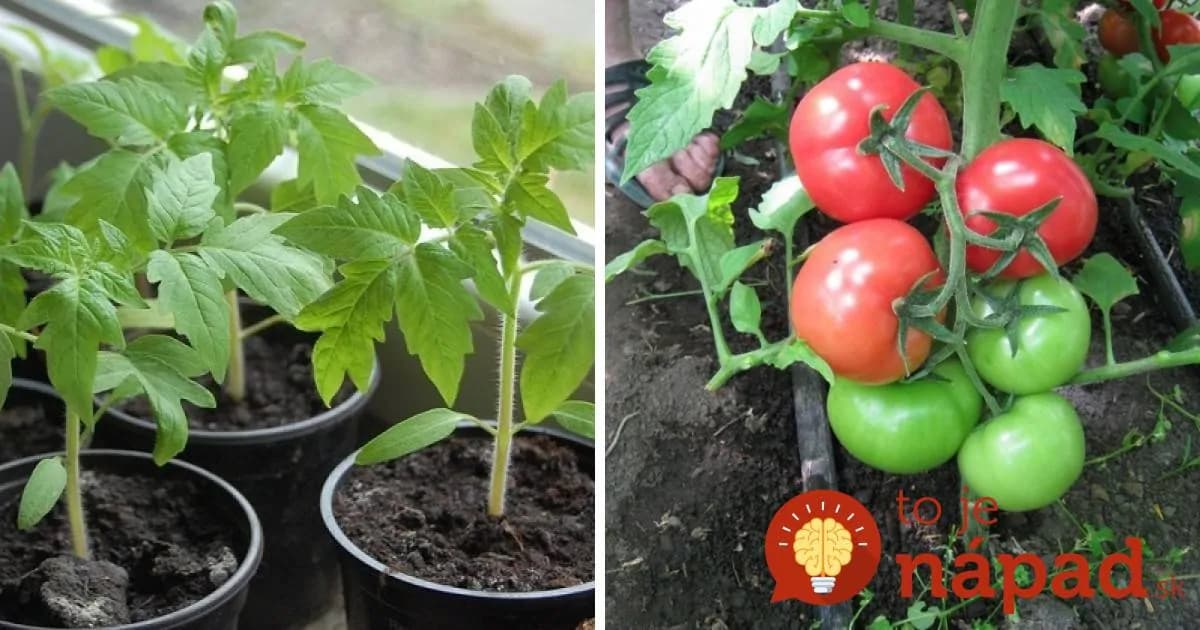 Farmár použil starodávny zlepšovák pri pestovaní paradajok: Vďaka starému chlebíku porastú ako z vody!