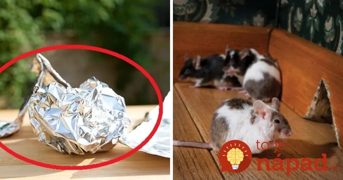 Ako sa zbaviť myší pomocou obyčajného ALOBALU? Starý trik, ktorý by mal poznať  každý!
